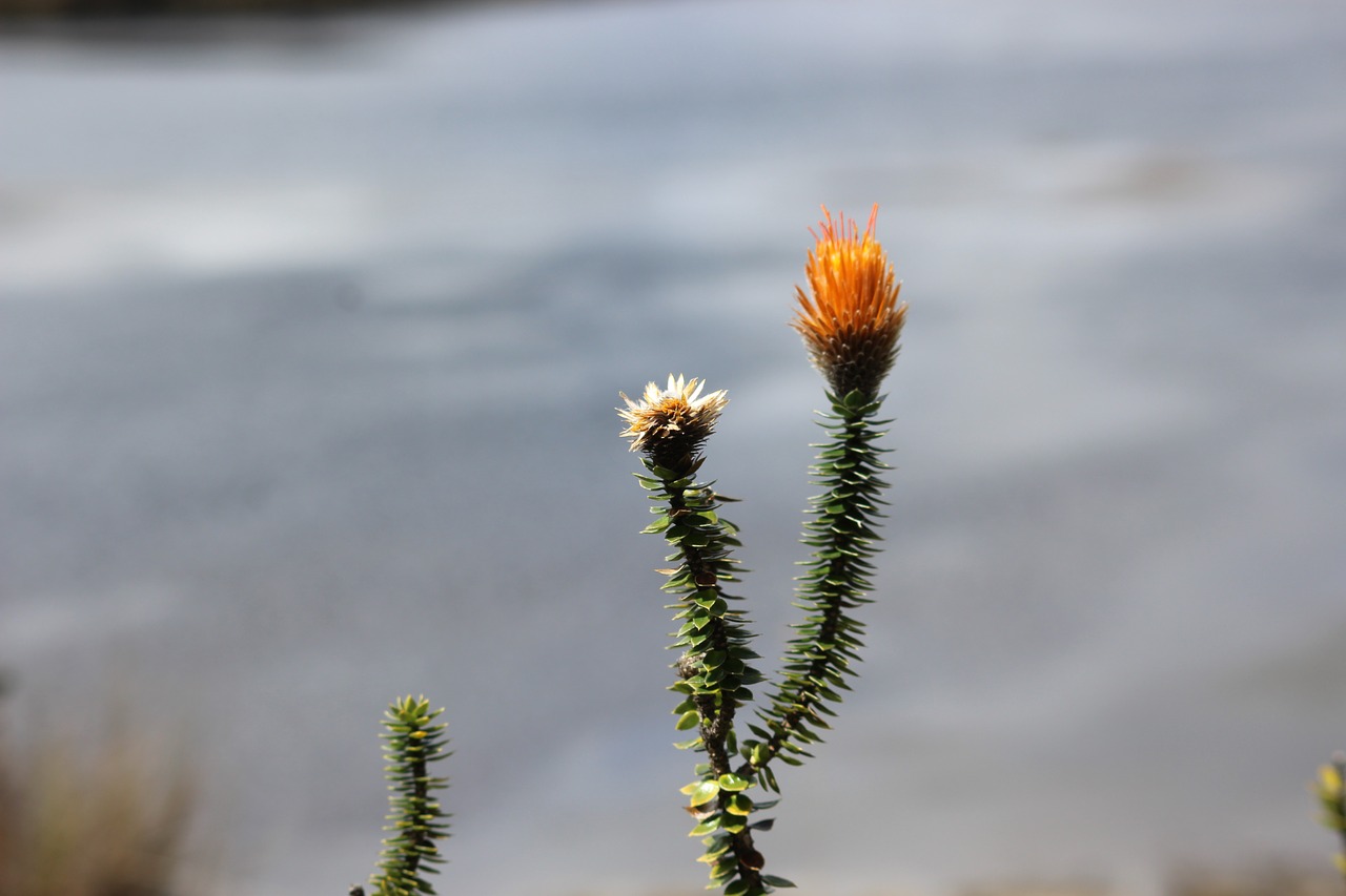 Chuquiragua, Gamta, Nacionalinis, Parkas, Augalas, Natūralus, Andean, Andes, Azuay, Cajas