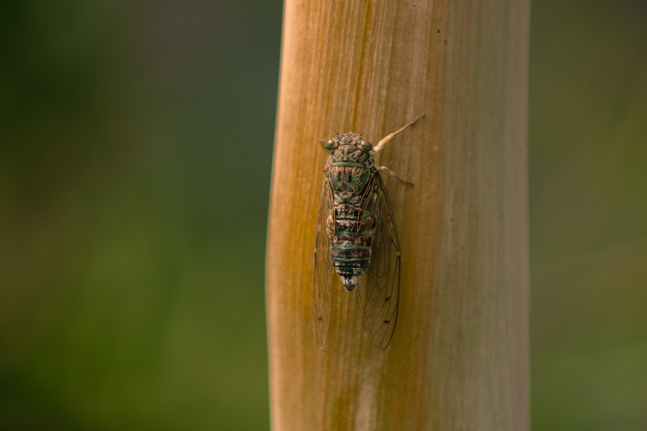 Cicada, Vabzdys, Vasara, Nemokamos Nuotraukos,  Nemokama Licenzija