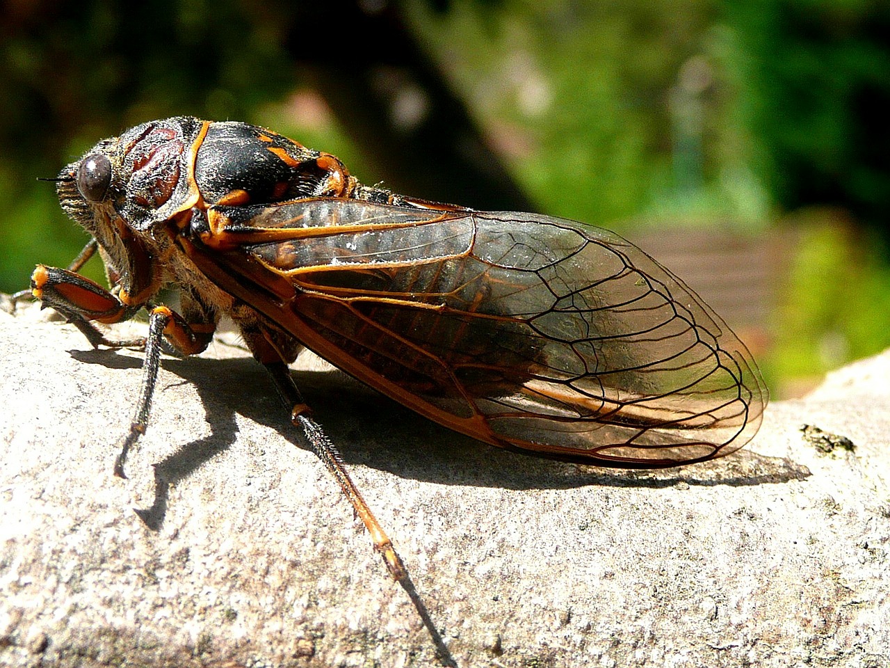 Cicada, Vabzdžiai, Gamta, Nemokamos Nuotraukos,  Nemokama Licenzija