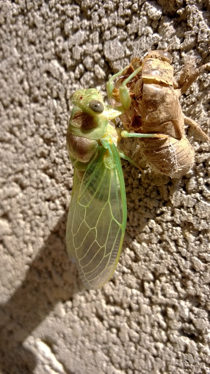 Cicada, Chrysalis, Provence, Nemokamos Nuotraukos,  Nemokama Licenzija