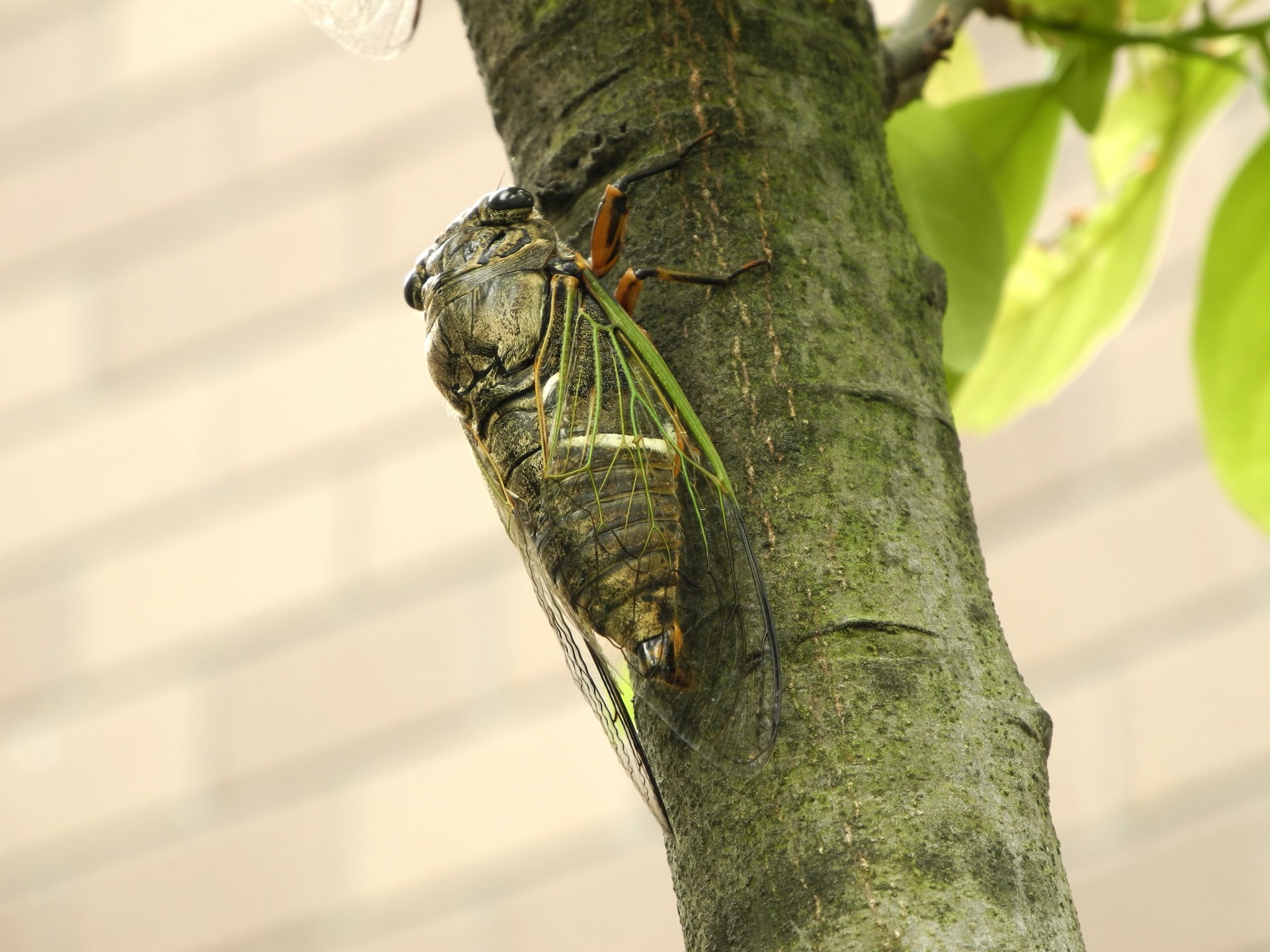 Cicada,  Kumazemi,  Japonija,  Cicada, Nemokamos Nuotraukos,  Nemokama Licenzija