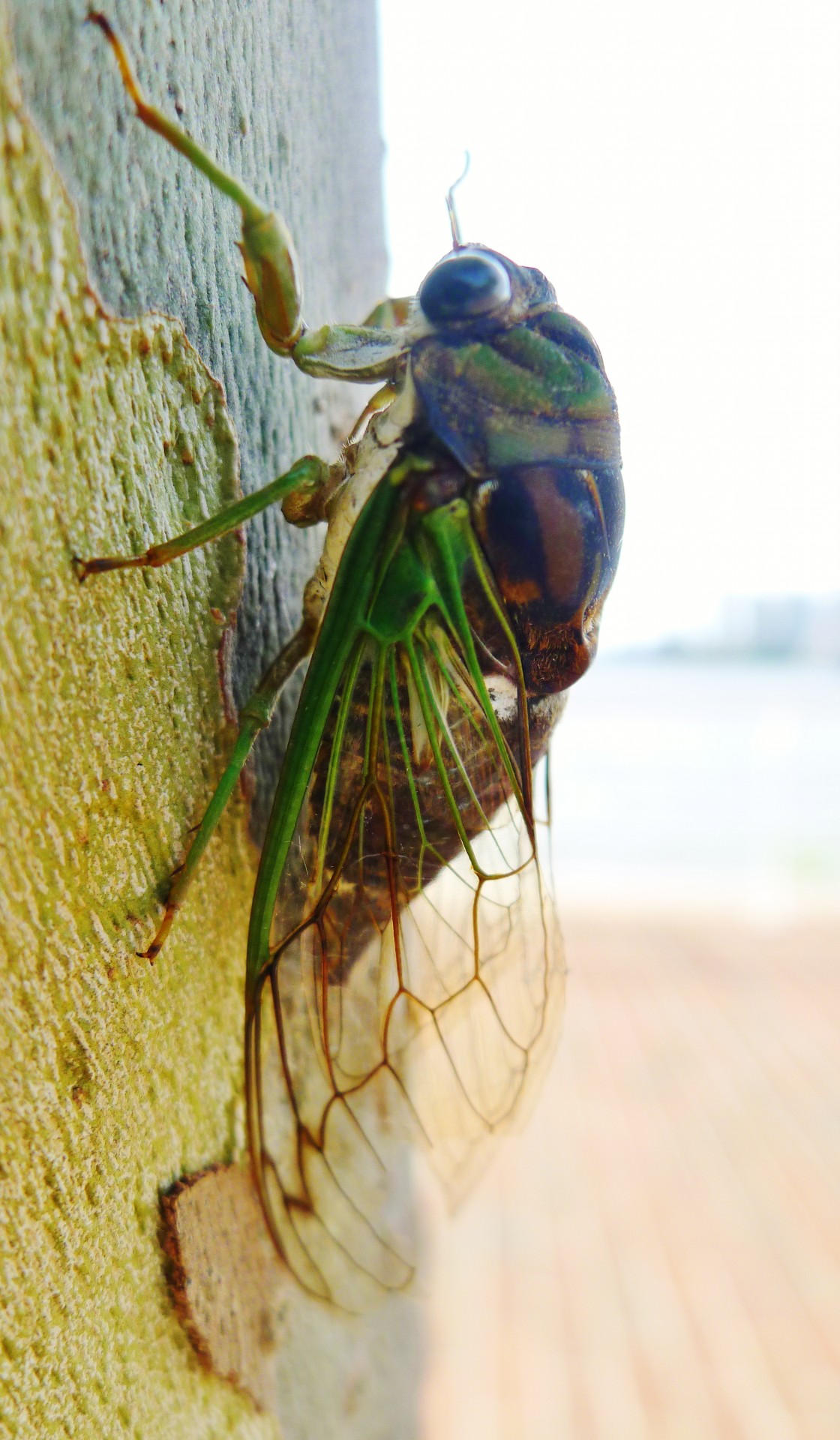 Vabzdys,  Cicada,  Šuo & Nbsp,  Diena & Nbsp,  Derliaus & Nbsp,  Skristi,  Entomologija,  Alpinizmas,  Cicada, Nemokamos Nuotraukos