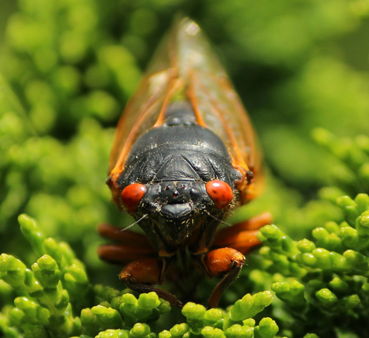 Cicada, Cicadoidea, Vabzdys, Eksoskeletas, Lydyti, Klaidas, Laukinė Gamta, Klaida, Mažas, Subtilus