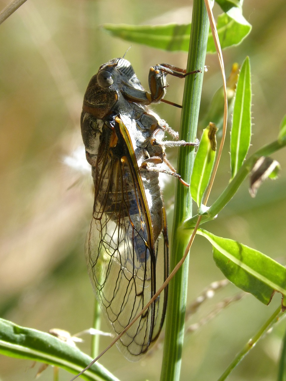 Cicada, Aš Cicádido, Vėžiai, Vasaros Krizė, Vabzdys, Išsamiai, Nemokamos Nuotraukos,  Nemokama Licenzija