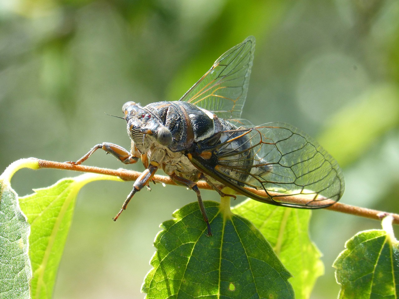 Cicada, Aš Cicádido, Vėžiai, Vasaros Krizė, Vabzdys, Išsamiai, Nemokamos Nuotraukos,  Nemokama Licenzija