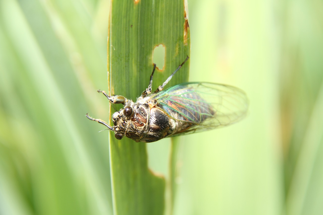 Cicada, Makro, Sodas, Nemokamos Nuotraukos,  Nemokama Licenzija