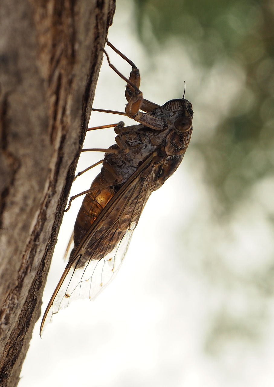 Cicada, Vabzdys, Uždaryti, Medis, Pagal, Tylus, Nemokamos Nuotraukos,  Nemokama Licenzija