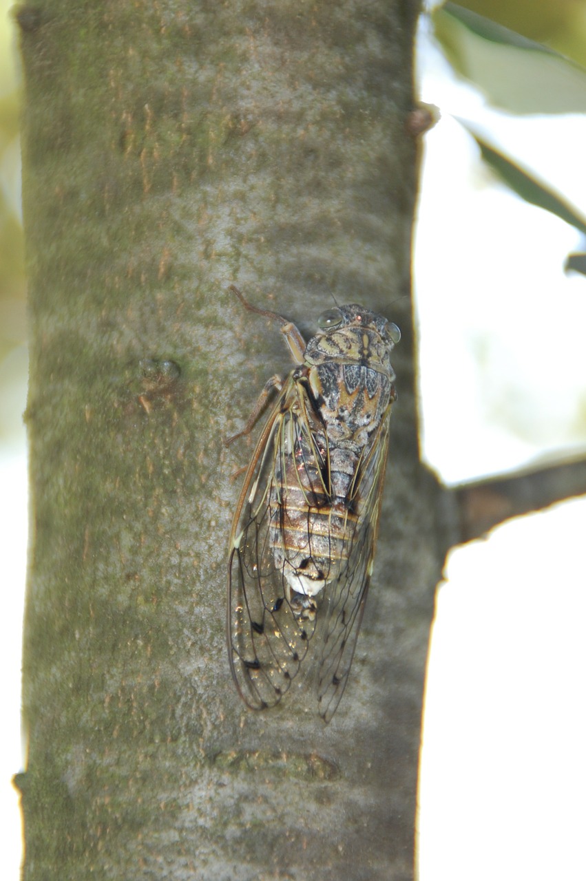 Cicada, Į Pietus, Vabzdys, Provence, Nemokamos Nuotraukos,  Nemokama Licenzija