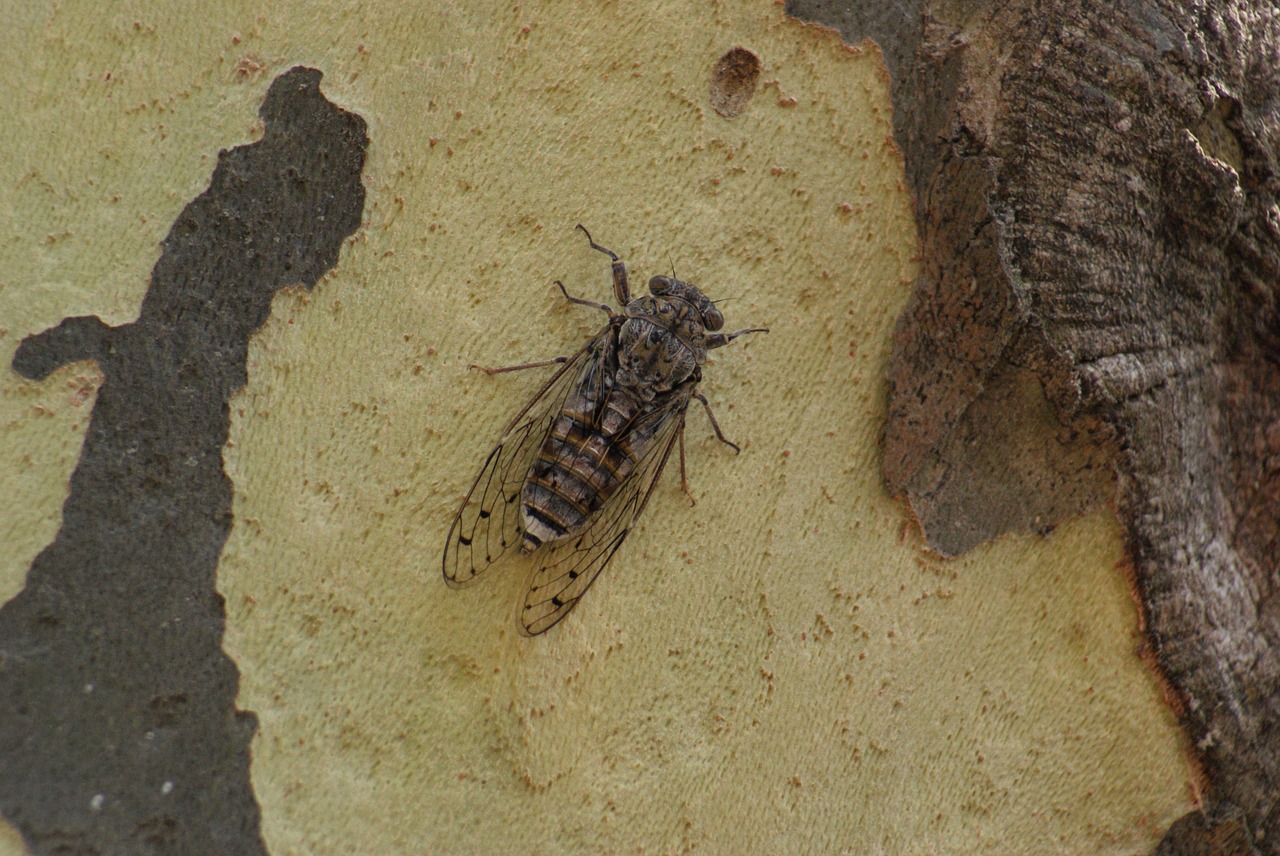 Cicada, Provence, Vabzdys, Gamta, Pavasaris, Nemokamos Nuotraukos,  Nemokama Licenzija