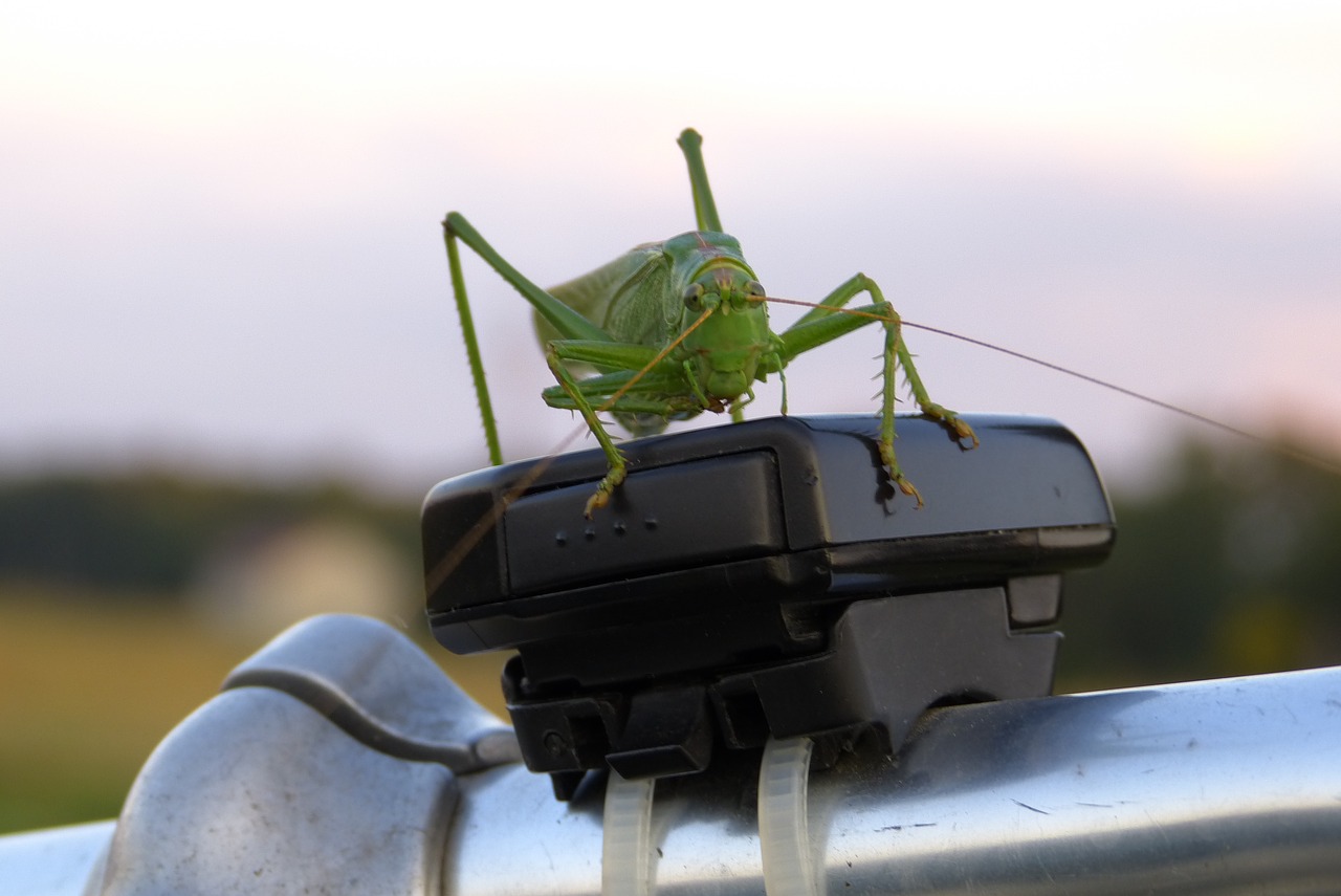 Cicada, Vabzdys, Gamta, Nemokamos Nuotraukos,  Nemokama Licenzija