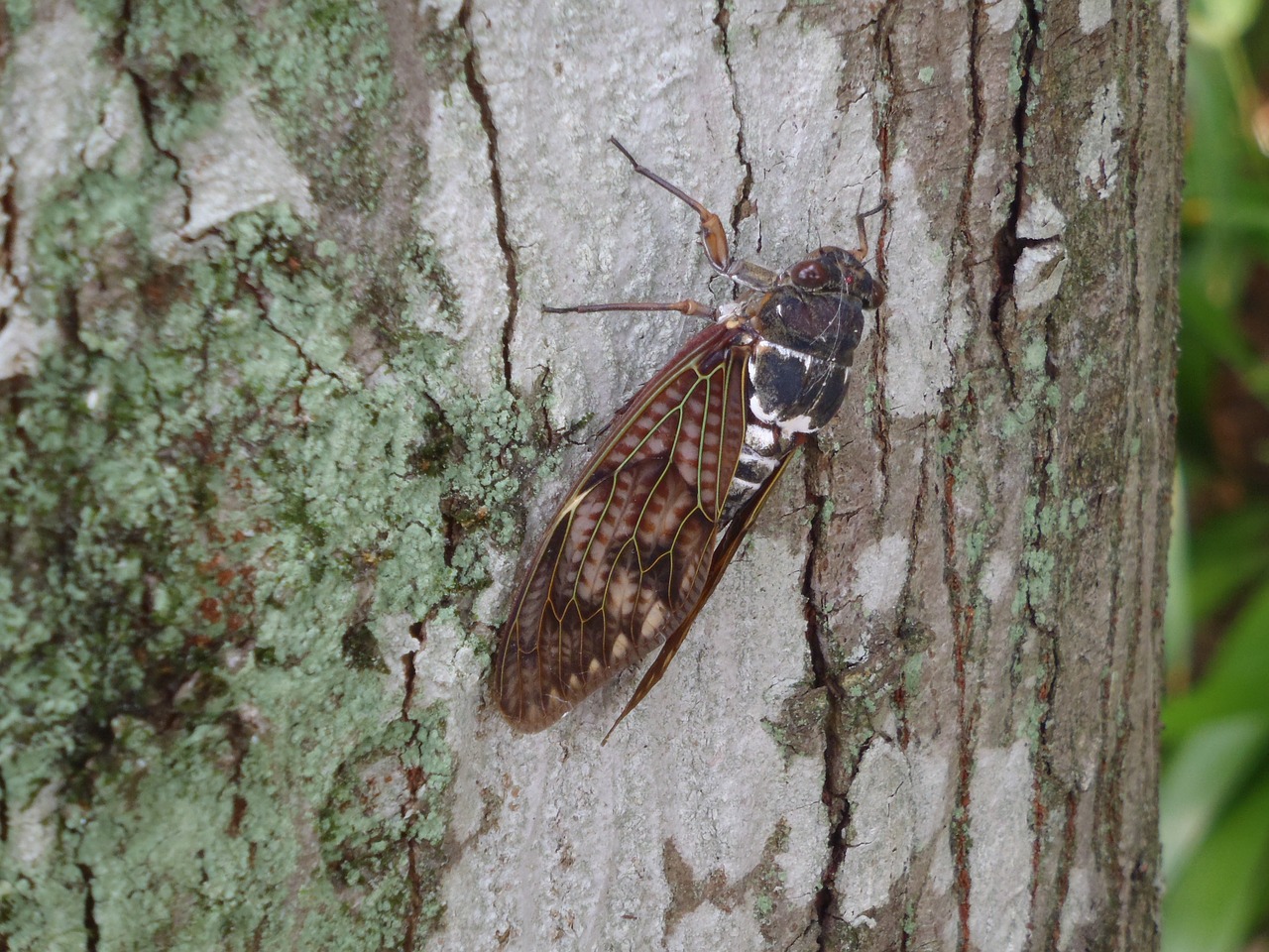 Cicada, Trumpalaikis, Intensyvi Karštis, Suaugęs, Nemokamos Nuotraukos,  Nemokama Licenzija