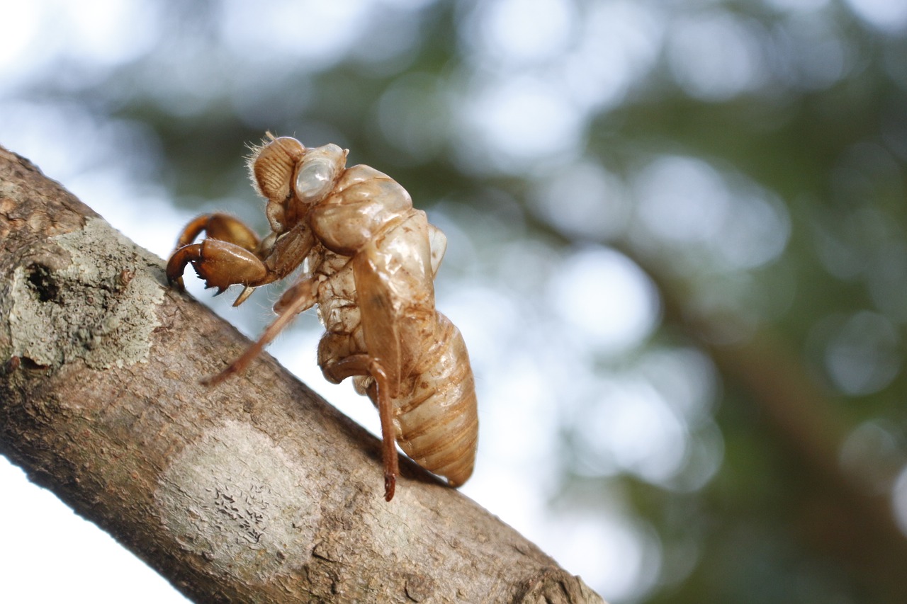 Cicada, Cicada Apvalkalas, Vabzdžiai, Laukinė Gamta, Nemokamos Nuotraukos,  Nemokama Licenzija