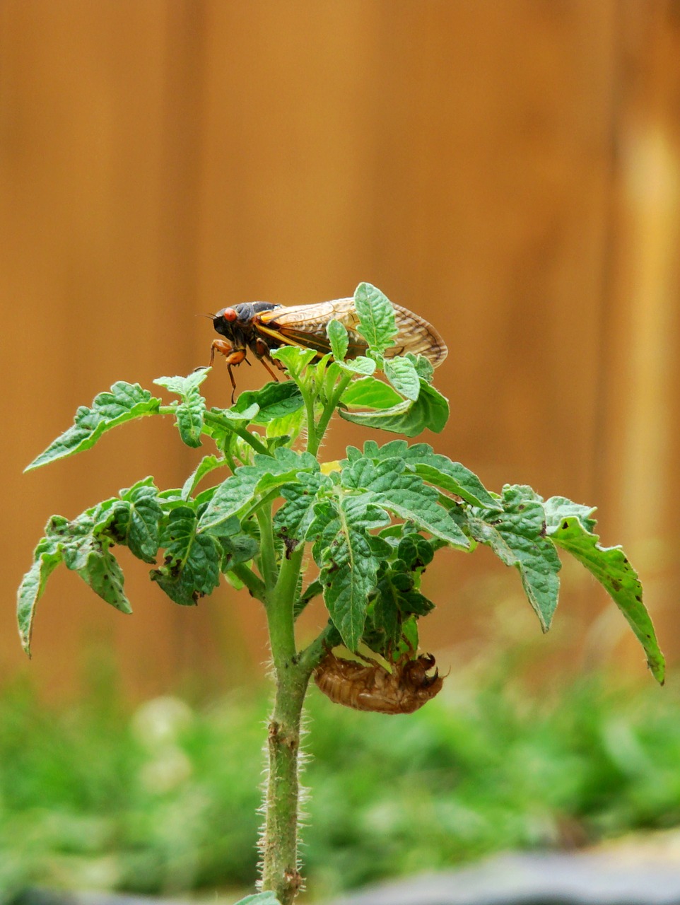 Cicada, Lydytas, Pomidorų Augalas, Magicicada, Periodinė Cicada, Sodas, Lukštas, 17 Metai, Septyniolika Metų, Vabzdys