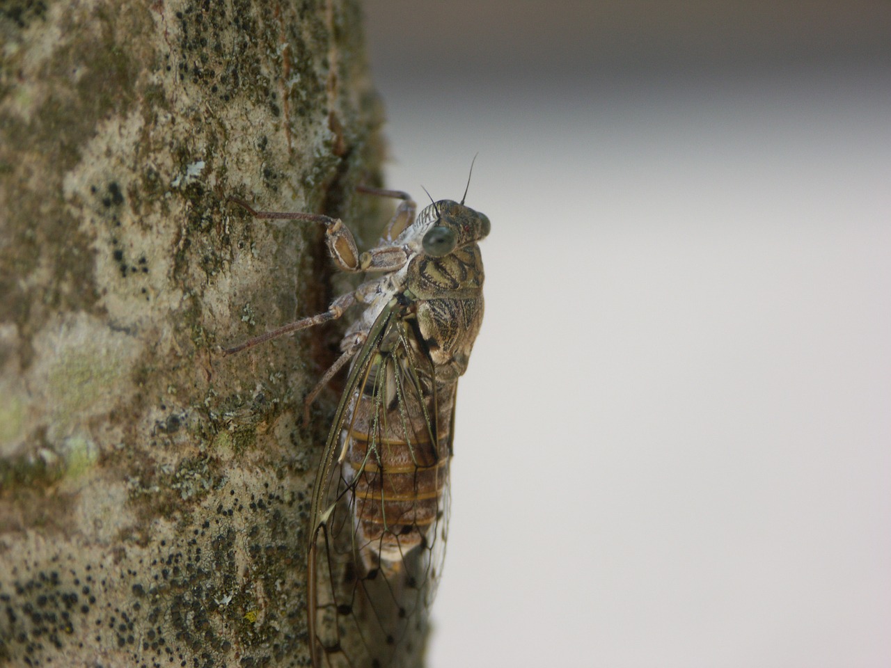 Cicada, Vabzdys, Pagal, Uždaryti, Gamta, Medis, Italy, Nemokamos Nuotraukos,  Nemokama Licenzija