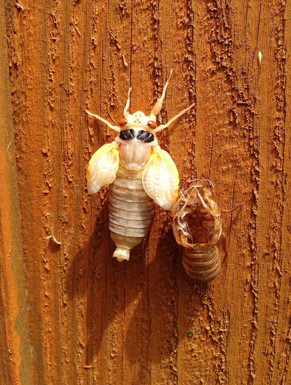 Cicada, Lydytas, Lukštas, Magicicada, Suformuotas, 17 Metų, Septyniolika Metų, Periodinė Cicada, Ecdysis, Šiaurės Amerika