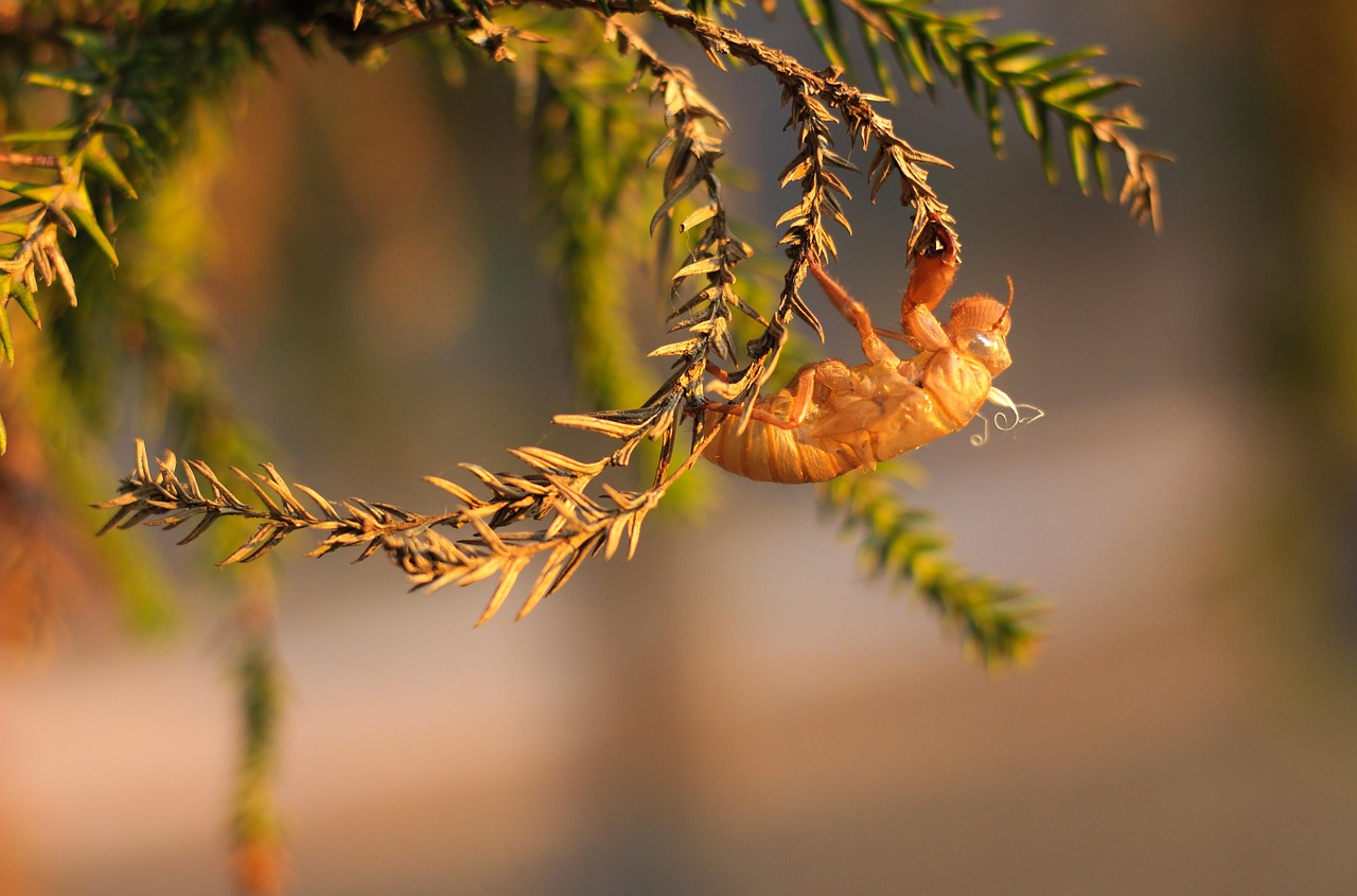 Cicada, Išliejimas, Gamta, Nemokamos Nuotraukos,  Nemokama Licenzija