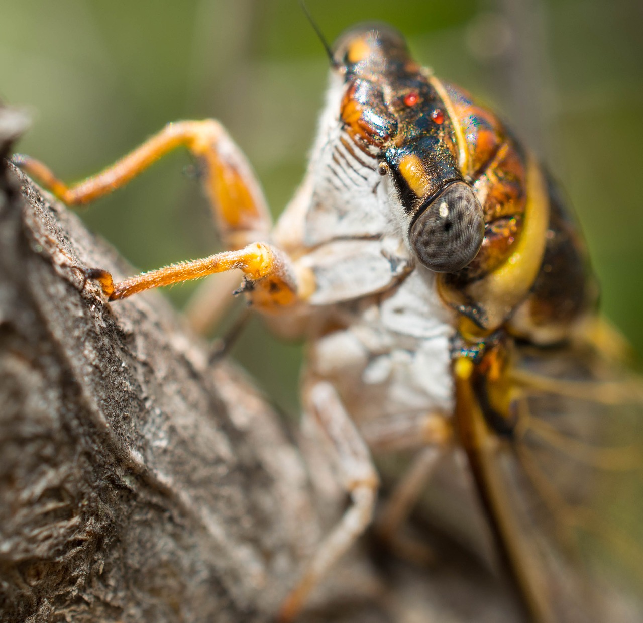 Cicada, Medis, Vabzdys, Gamta, Laukinė Gamta, Žievė, Klaida, Natūralus, Eksoskeletas, Sparnas