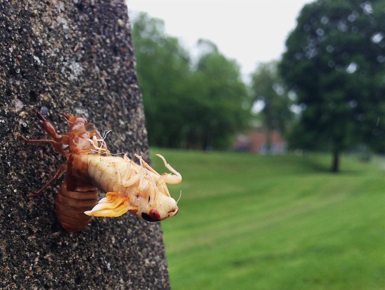 Cicada, Išliejimas, Ecdysis, Lukštas, Magicicada, Švelninimas, 17 Metų, Septyniolika Metų, Periodinė Cicada, Šiaurės Amerika