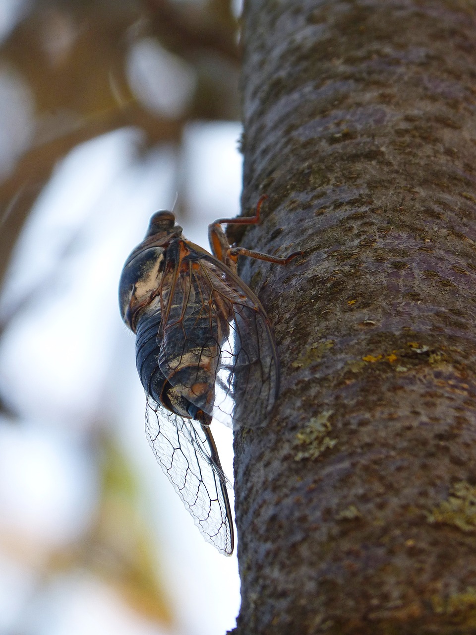 Cicada, Vasaros Kritika, Aš Cicadide, Royalty Free, Nemokamos Nuotraukos,  Nemokama Licenzija