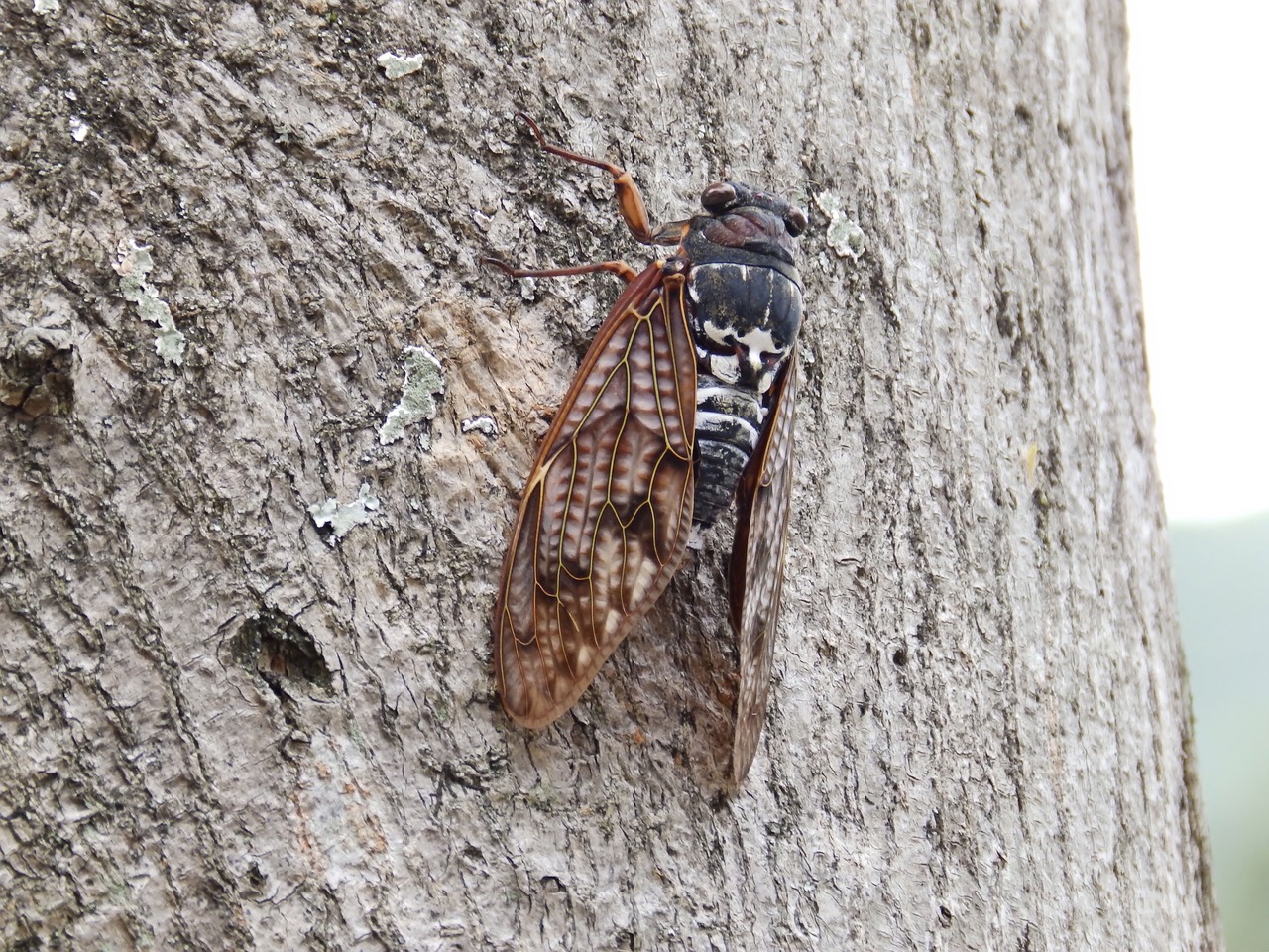 Cicada, Makro, Vabzdys, Nemokamos Nuotraukos,  Nemokama Licenzija