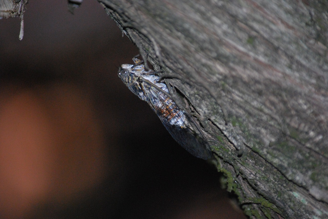 Cicada, Gyvūnas, Vabzdys, Gamta, Nemokamos Nuotraukos,  Nemokama Licenzija