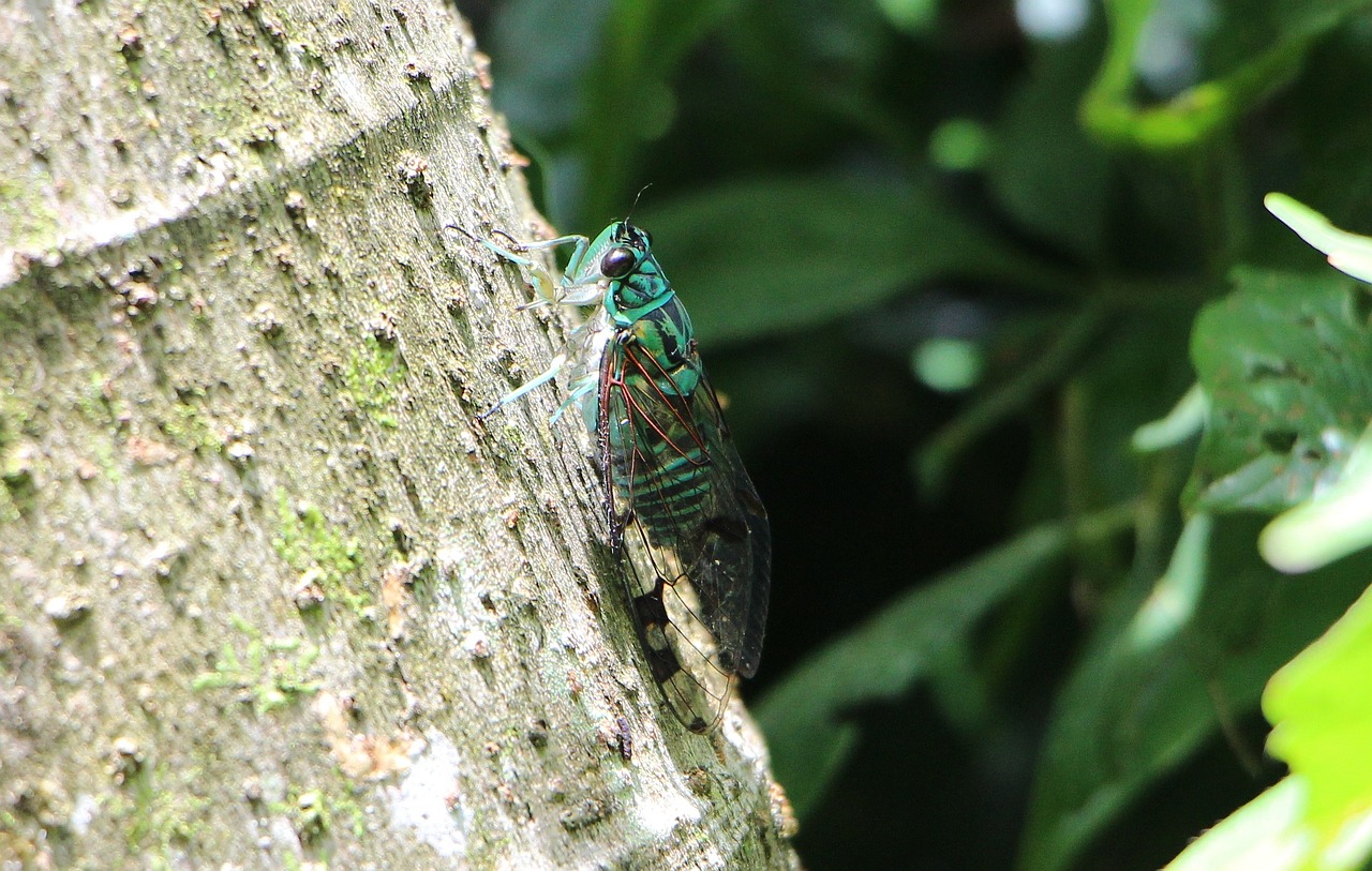 Cicada, Vabzdys, Žalias, Pagal, Kosta Rika, Nemokamos Nuotraukos,  Nemokama Licenzija