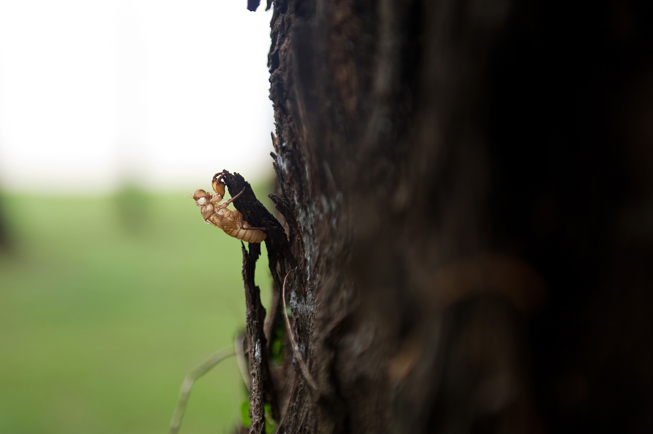 Cicada, Chrysalis, Mediena, Gamta, Vabzdžiai, Nemokamos Nuotraukos,  Nemokama Licenzija