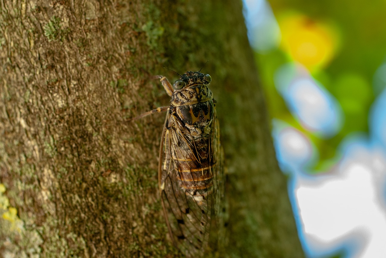 Cikada,  Sparnas,  Pobūdį,  Medis,  Cicadidae,  Hétérométaboles,  Iš Arti,  Makro, Nemokamos Nuotraukos,  Nemokama Licenzija