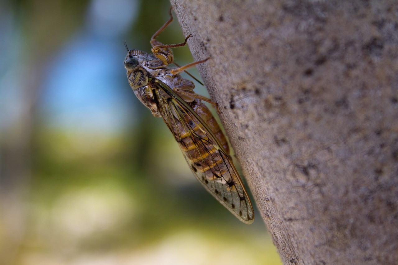 Cicada, Vabzdys, Vasara, Nemokamos Nuotraukos,  Nemokama Licenzija