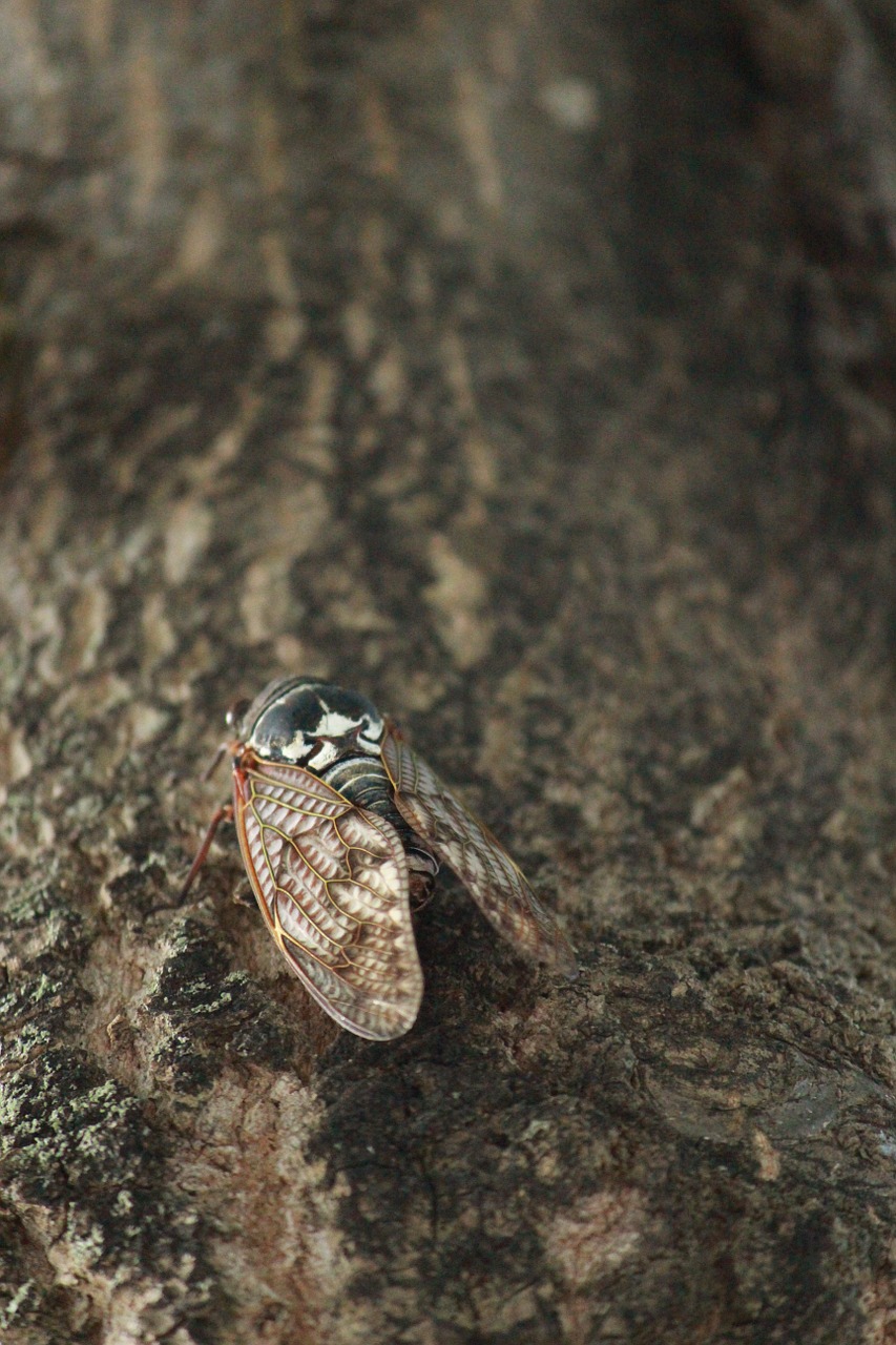 Cicada, Medis, Vabzdys, Japonijos Cicada, Nemokamos Nuotraukos,  Nemokama Licenzija
