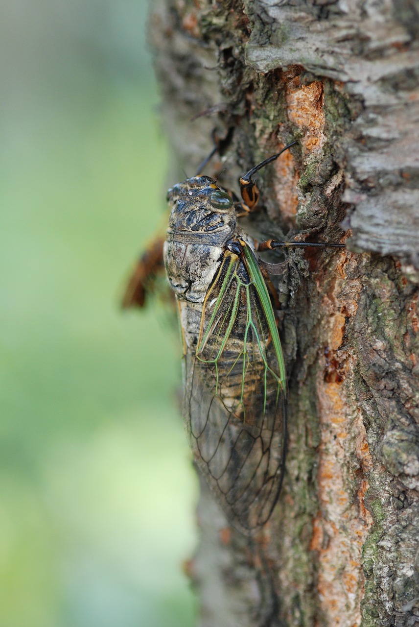 Cicada, Vasara, Vienas Gyvūnas, Aukšta Vasara, Žalias, Padaras, Vabzdys, Nemokamos Nuotraukos,  Nemokama Licenzija