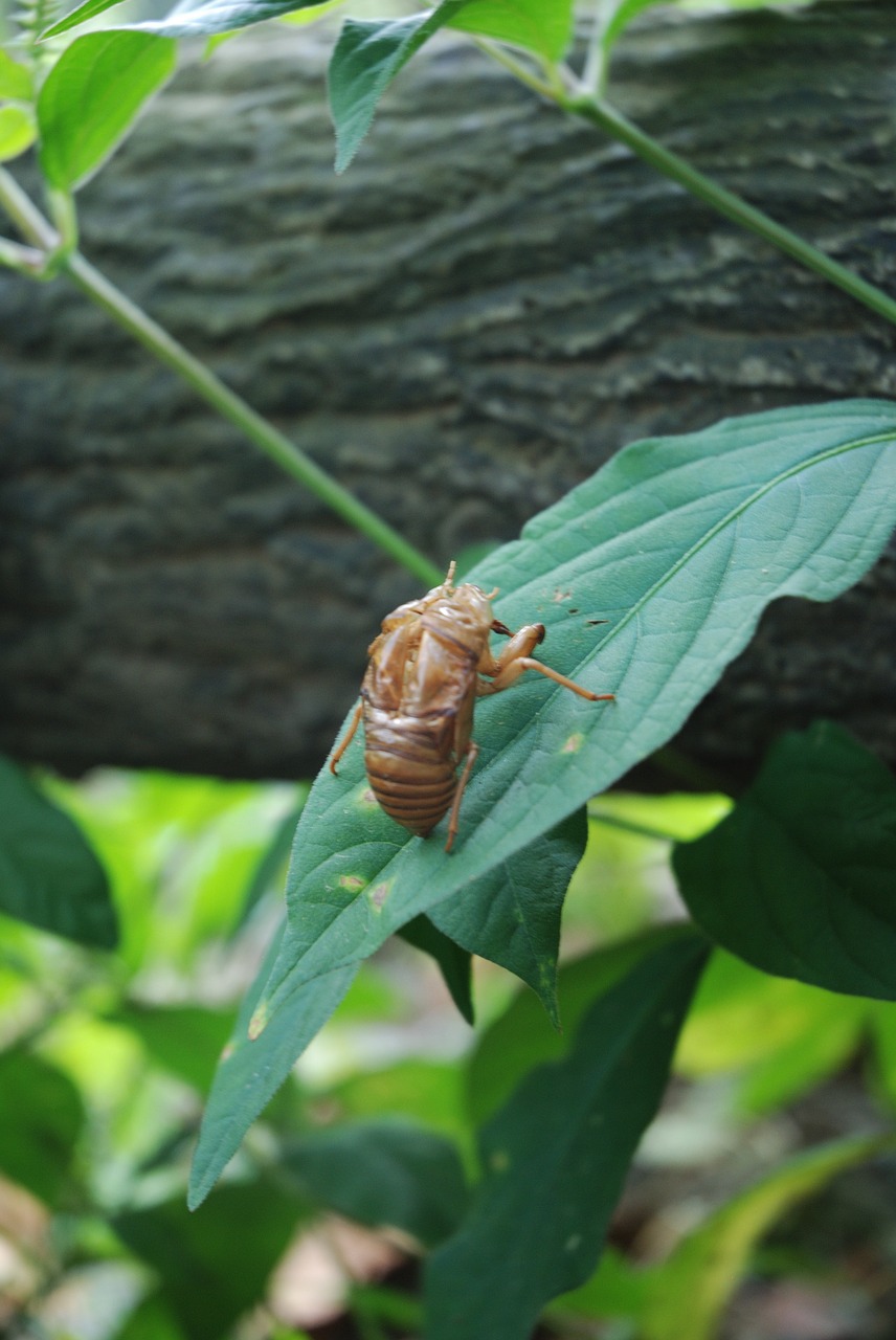 Cicada, Makro, Maža Cicada, Cicadellidae, Vabzdys, Laukinė Gamta, Klaida, Laukiniai, Entomologija, Metamorfozė