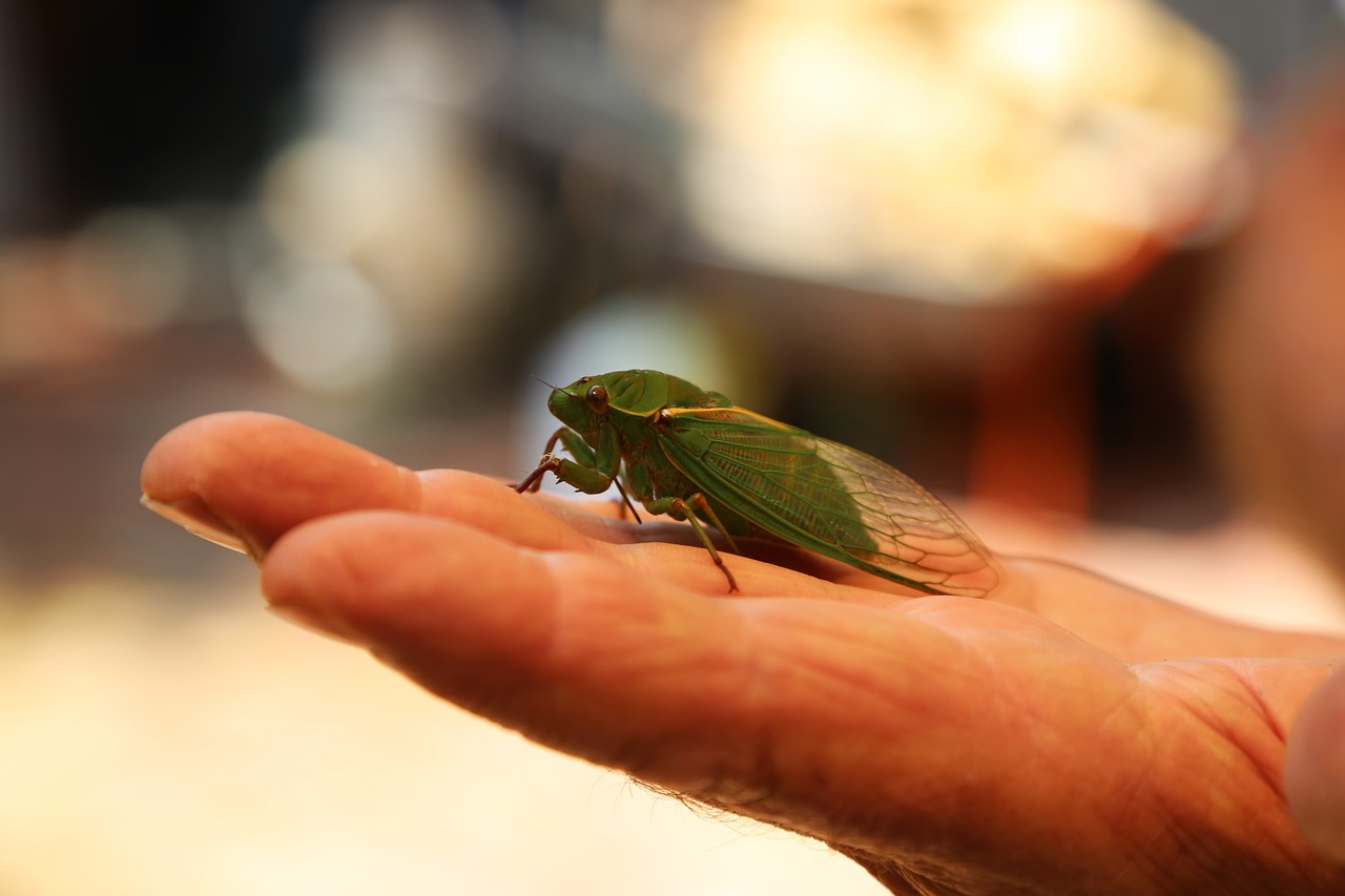 Cicada, Vabzdys, Klaida, Cicadidae, Nemokamos Nuotraukos,  Nemokama Licenzija