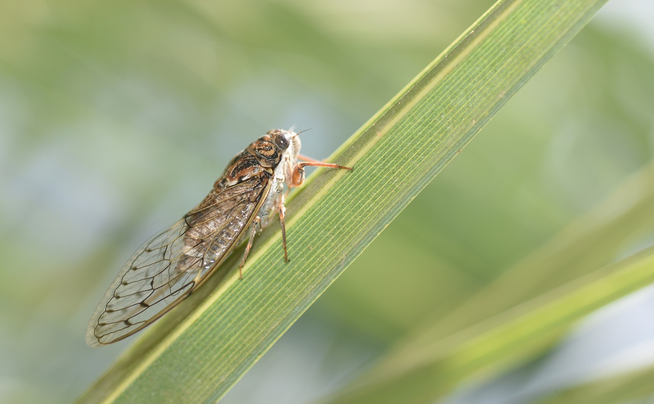 Cicada, Vabzdys, Gamta, Provence, Hemiptera, Sodas, Vokalas, Nemokamos Nuotraukos,  Nemokama Licenzija