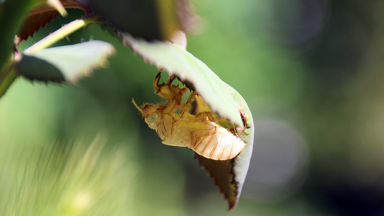 Cicada Moulting, Vabzdys, Vabzdžių Oda, Nemokamos Nuotraukos,  Nemokama Licenzija