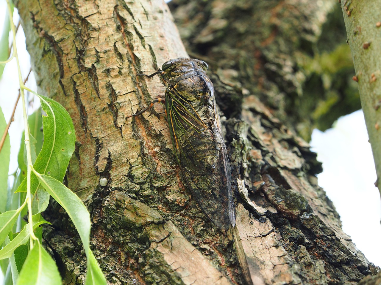 Cicadas, Taipei, Daan Park, Nemokamos Nuotraukos,  Nemokama Licenzija