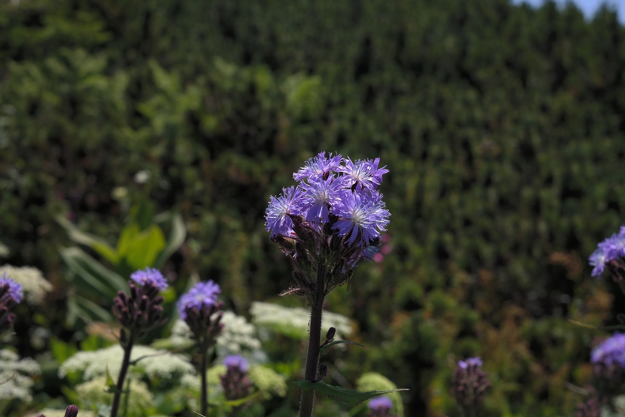 Cicerbita Alpina, Gėlė, Žiedas, Žydėti, Mėlyna Violetinė, Lactuca Alpina, Mulgedium Alpinum, Kompozitai, Asteraceae, Kalnų Gėlė