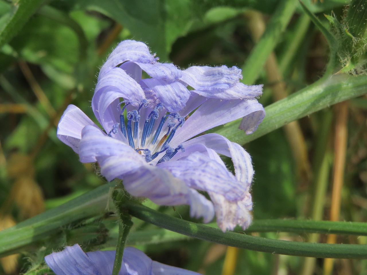 Cichorium Intybus,  Paprastoji Trūkažolė,  Flora,  Augalas,  Wildflower,  Botanika,  Rūšis,  Žiedas,  Žydi, Nemokamos Nuotraukos