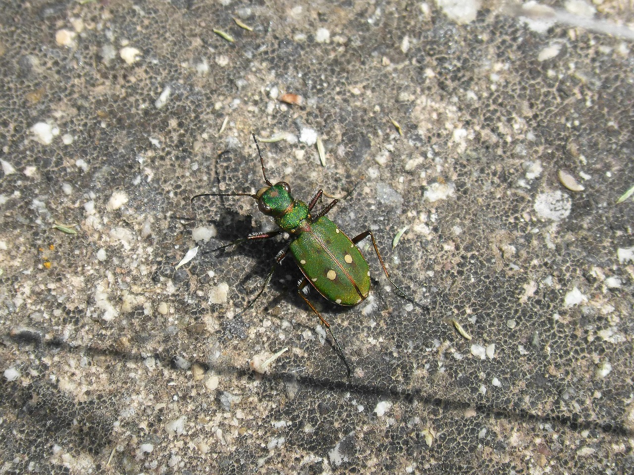 Cicidella, Cicidella Campestris, Vabzdys, Vabalas, Lepidopteran, Metalinis, Nemokamos Nuotraukos,  Nemokama Licenzija