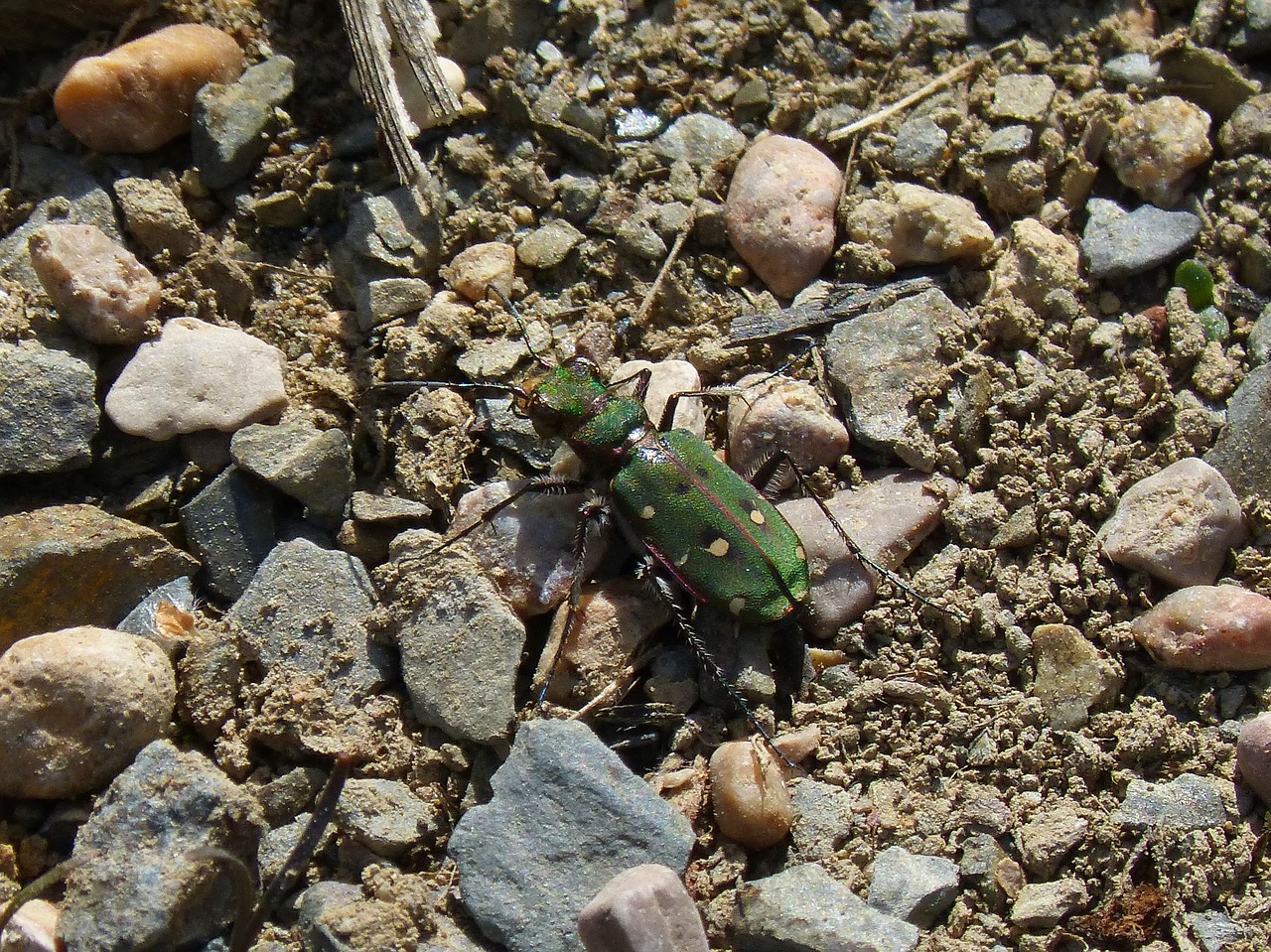 Cicindela Campestris, Šalies Cicindela, Žalias Vabalas, Coleoptera, Nemokamos Nuotraukos,  Nemokama Licenzija