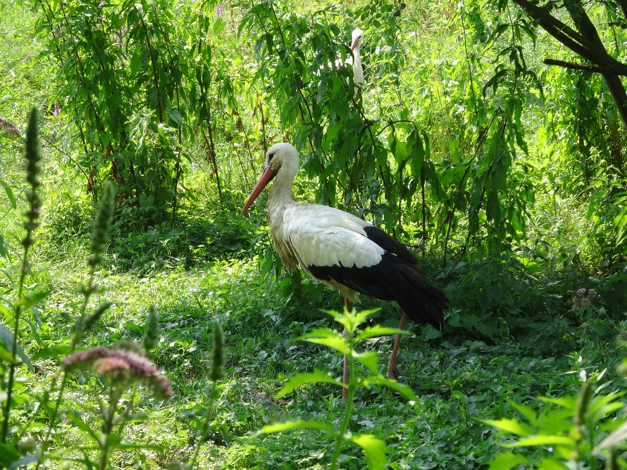 Cicogne, Gamta, Gyvūnų Parkas, Paukštis, Gyvūnai, Fauna, Laukinis Gyvūnas, Joli, Žalias, Laukiniai