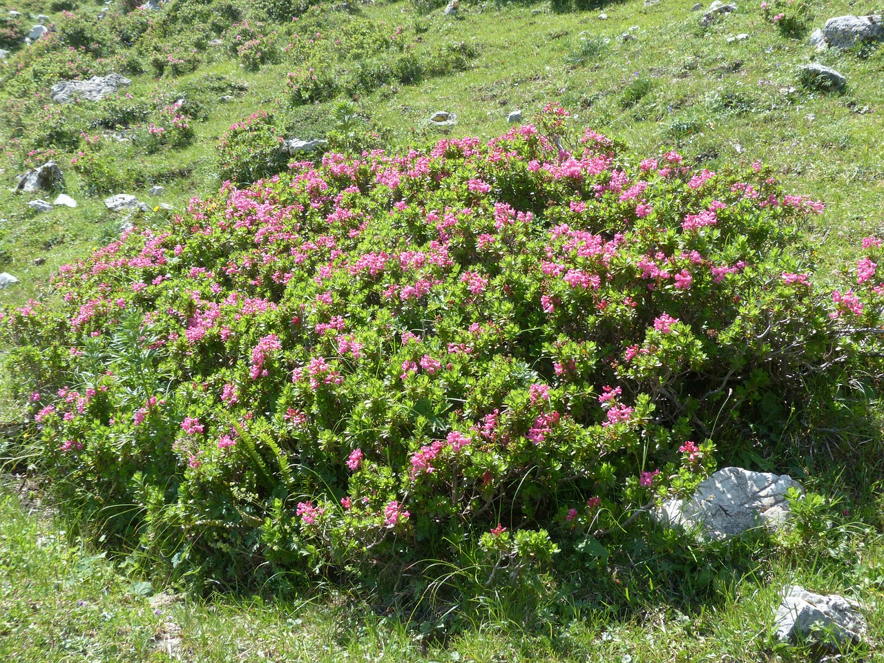 Raugintas Alpenrozė, Krūmas, Gėlės, Rožinis, Rhododendron Hirsutum, Rododendras, Žalia Virškėlis, Ericaceae, Alpių Augalas, Alpių Gėlė