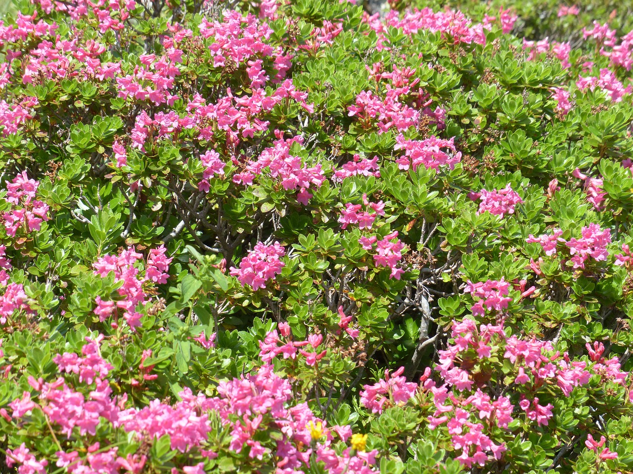 Raugintas Alpenrozė, Gėlės, Rožinis, Rhododendron Hirsutum, Rododendras, Žalia Virškėlis, Ericaceae, Alpių Augalas, Alpių Gėlė, Almrausch
