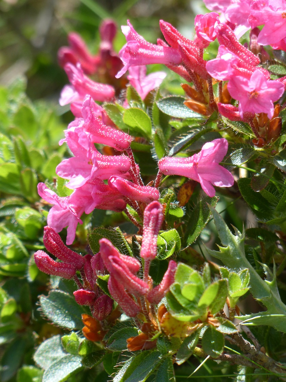 Raugintas Alpenrozė, Gėlės, Alpių Rožės, Rožinis, Rhododendron Hirsutum, Rododendras, Žalia Virškėlis, Ericaceae, Alpių Augalas, Alpių Gėlė