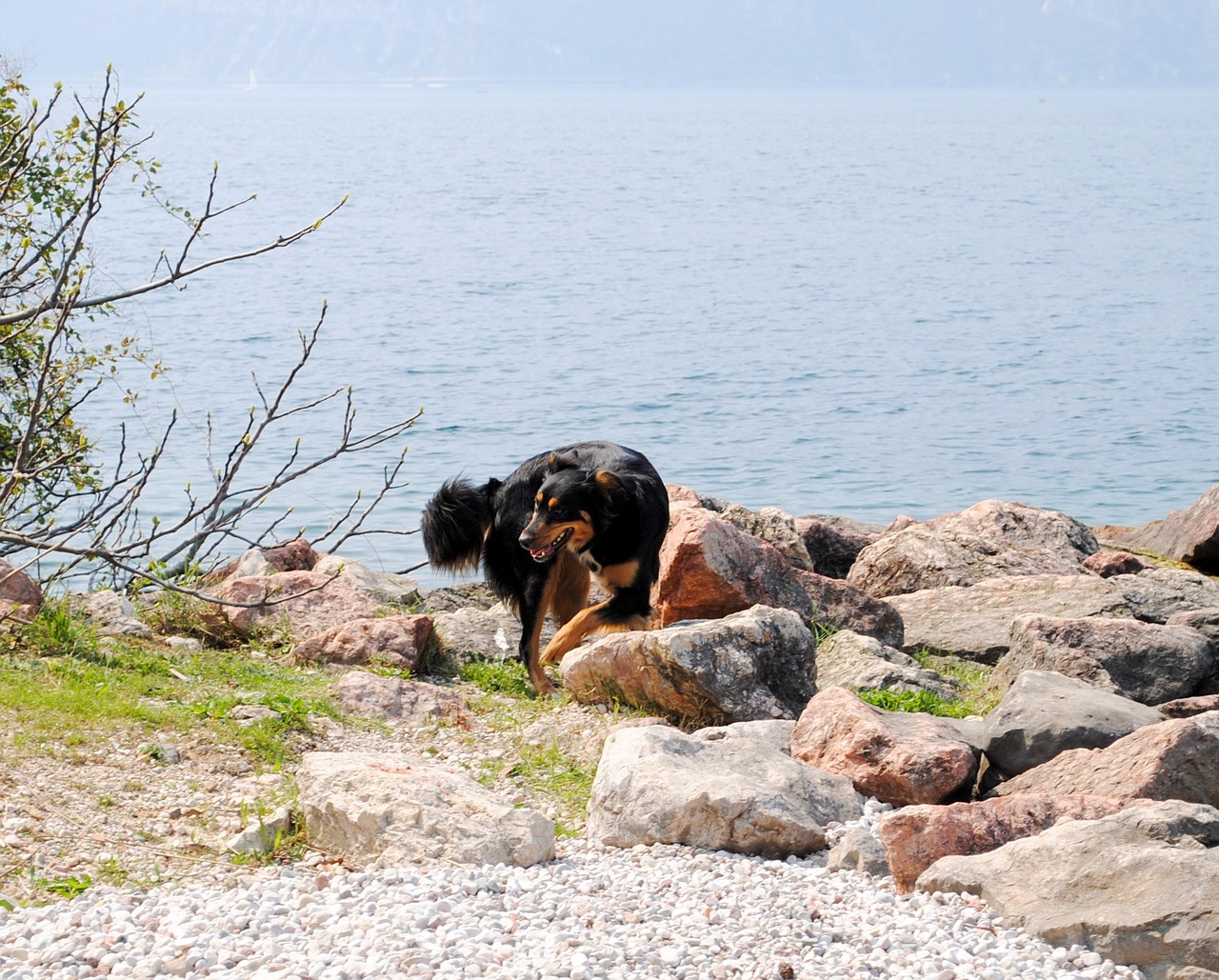 Cindy, Mišrios Veislės Šuo, Garda, Bloga Diena, Italy, Lago Di Garda, Šikšnosparnė, Nemokamos Nuotraukos,  Nemokama Licenzija