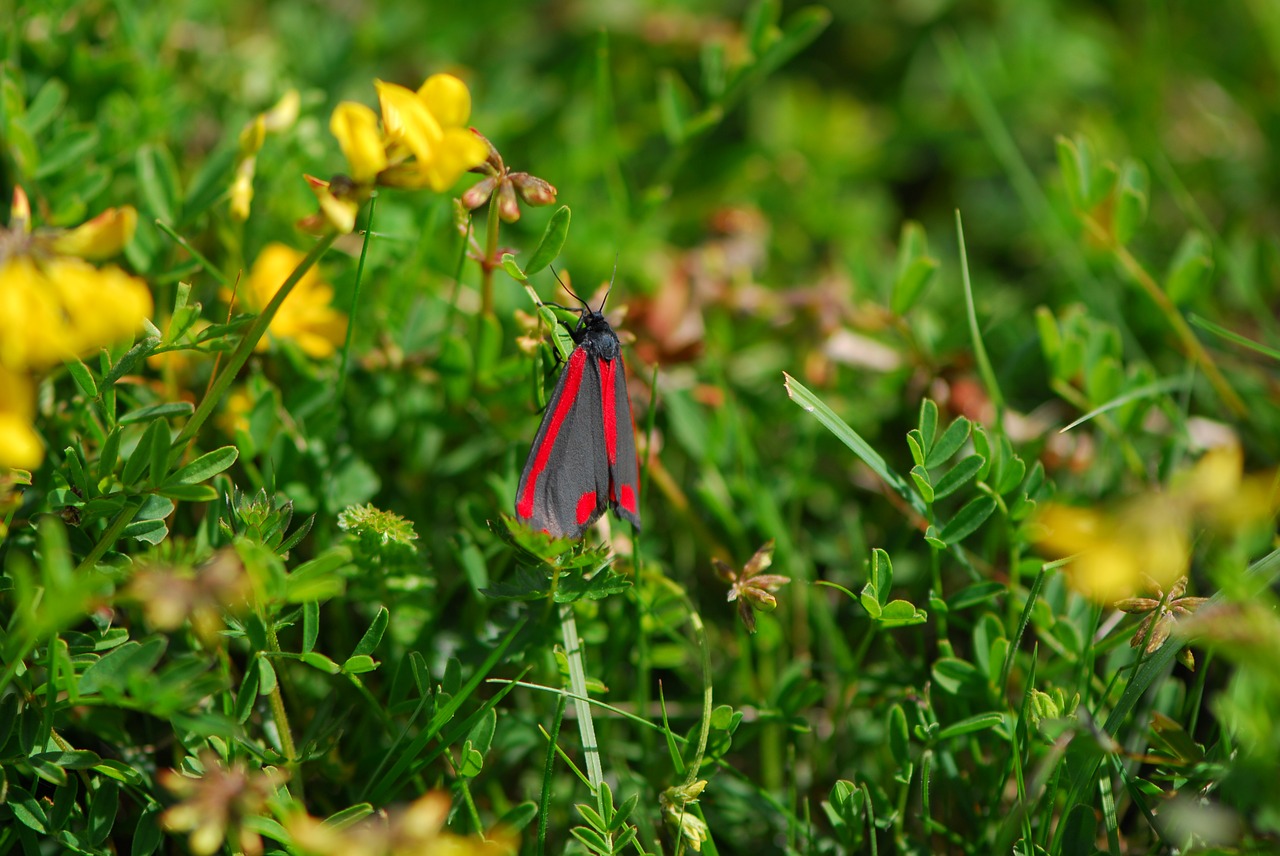 Cinnabar Moth, Drugys, Pavasaris, Cinnabar, Gamta, Vabzdys, Laukinė Gamta, Vikšras, Ragvortas, Anglija