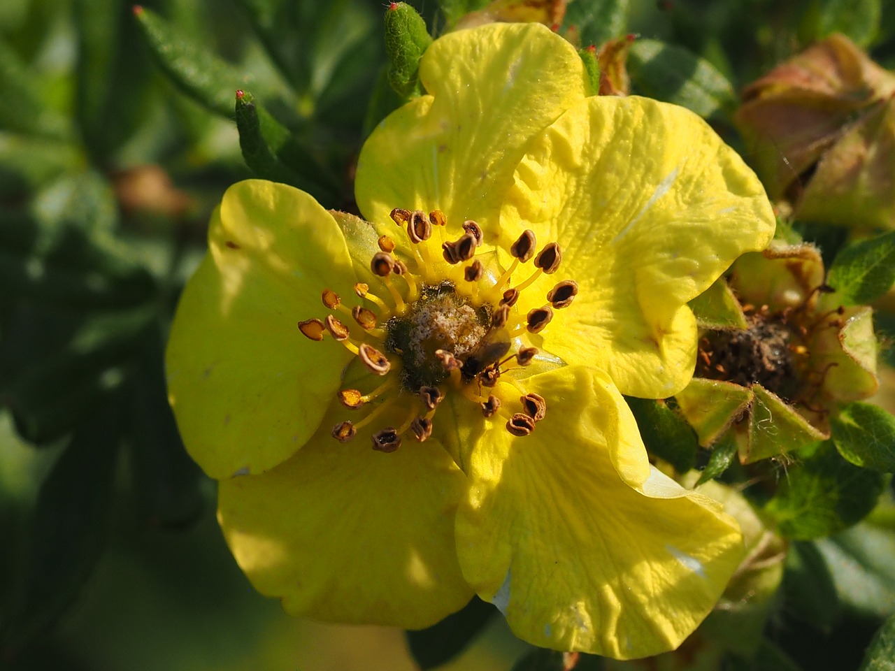 Cinquefoil, Gėlė, Gėlės, Gamta, Augalas, Geltona Gėlė, Geltona, Makro, Nemokamos Nuotraukos,  Nemokama Licenzija