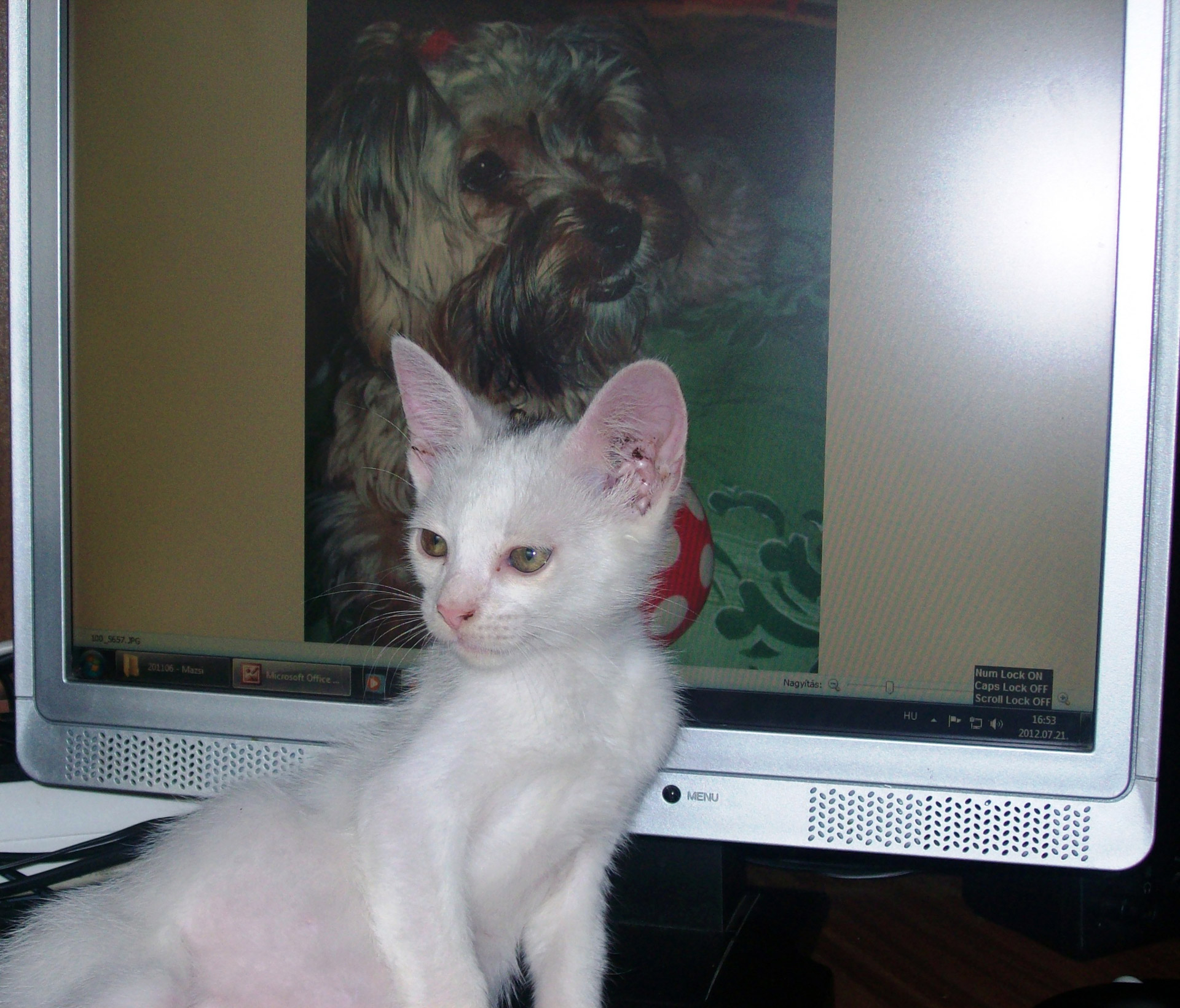 Kačiukas,  Stebėti,  Katė Cirmi Monitoriaus Priekyje, Nemokamos Nuotraukos,  Nemokama Licenzija