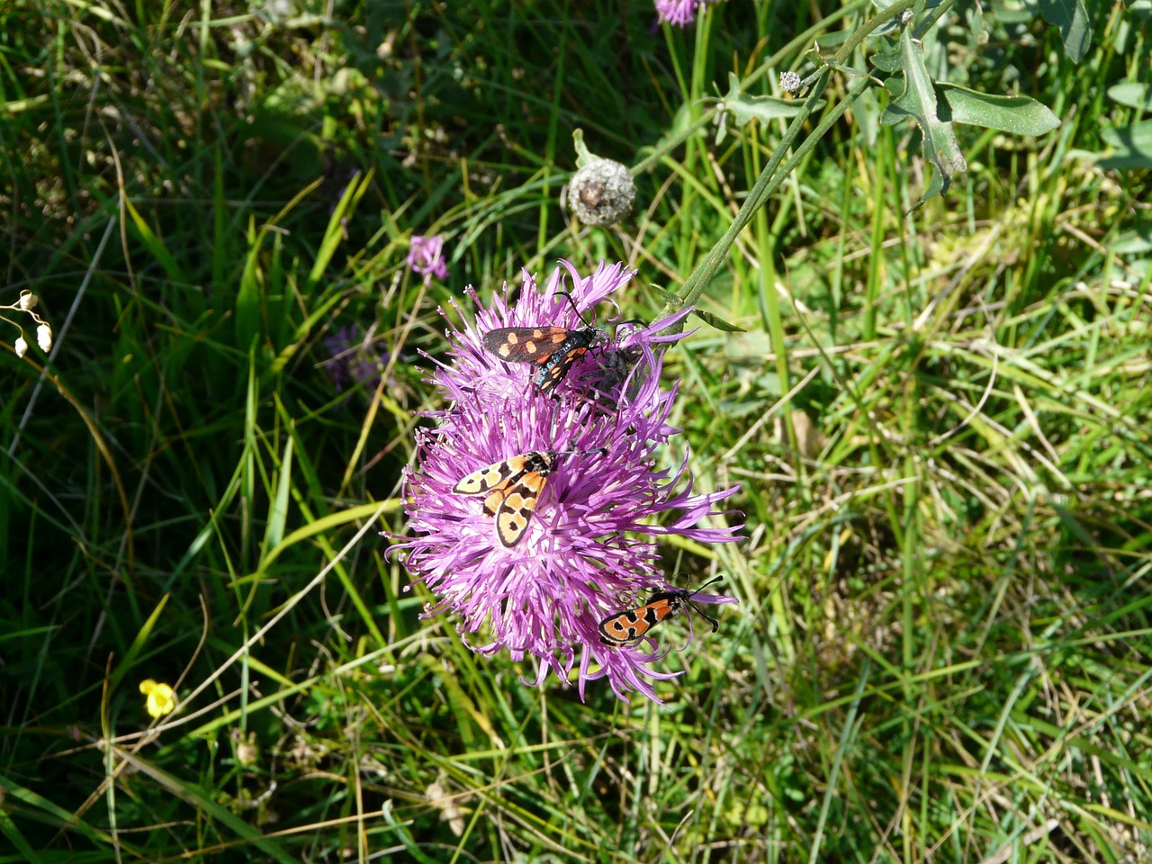 Cirsium Acaule, Gėlė, Gamta, Kalnas, Alpės, Nemokamos Nuotraukos,  Nemokama Licenzija