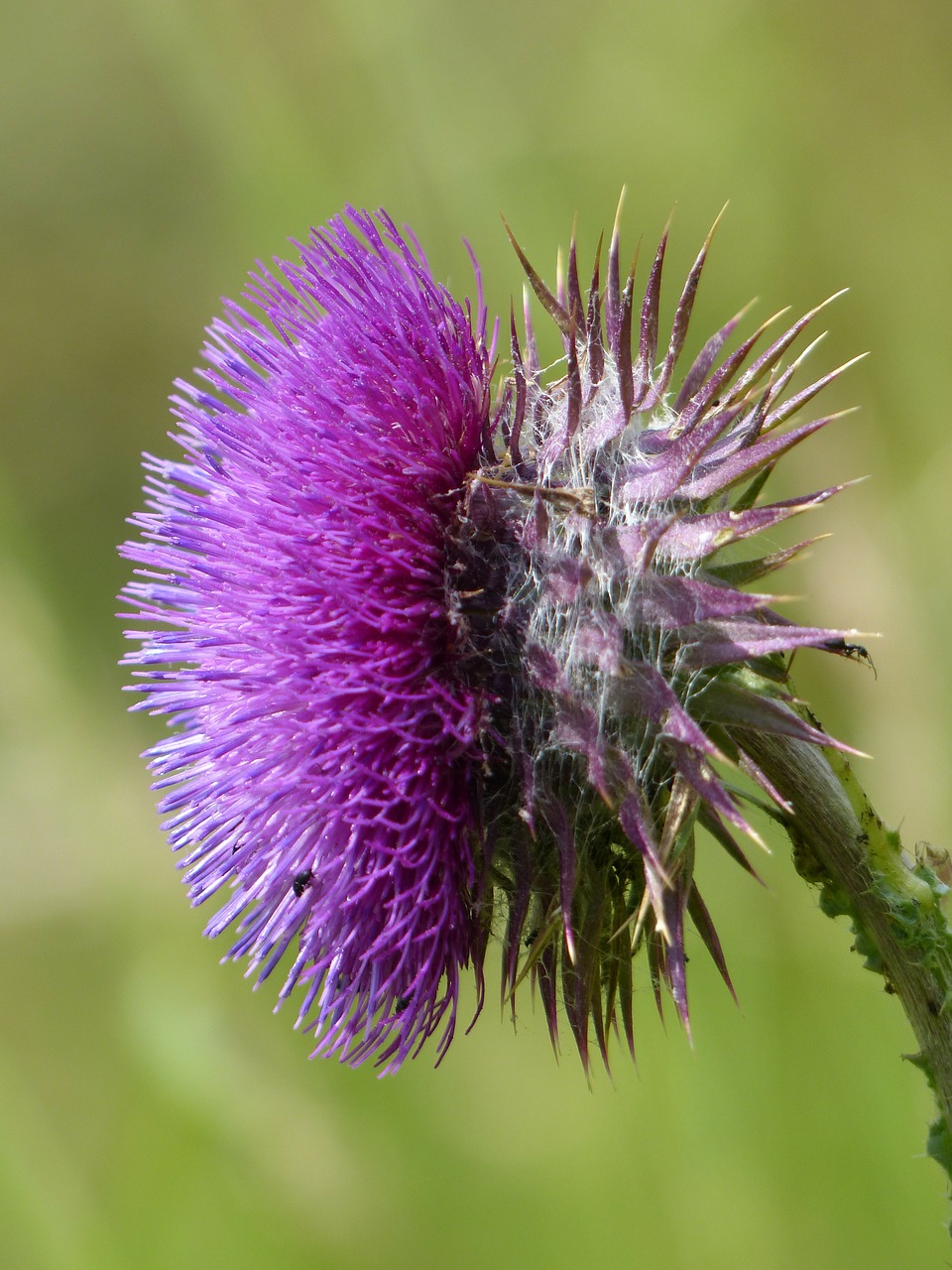 Cirsium Vulgare, Drakonas, Gėlė, Žiedas, Žydėti, Violetinė, Violetinė, Priekinė, Priekinis Vaizdas, Cirsium Lanceolatum